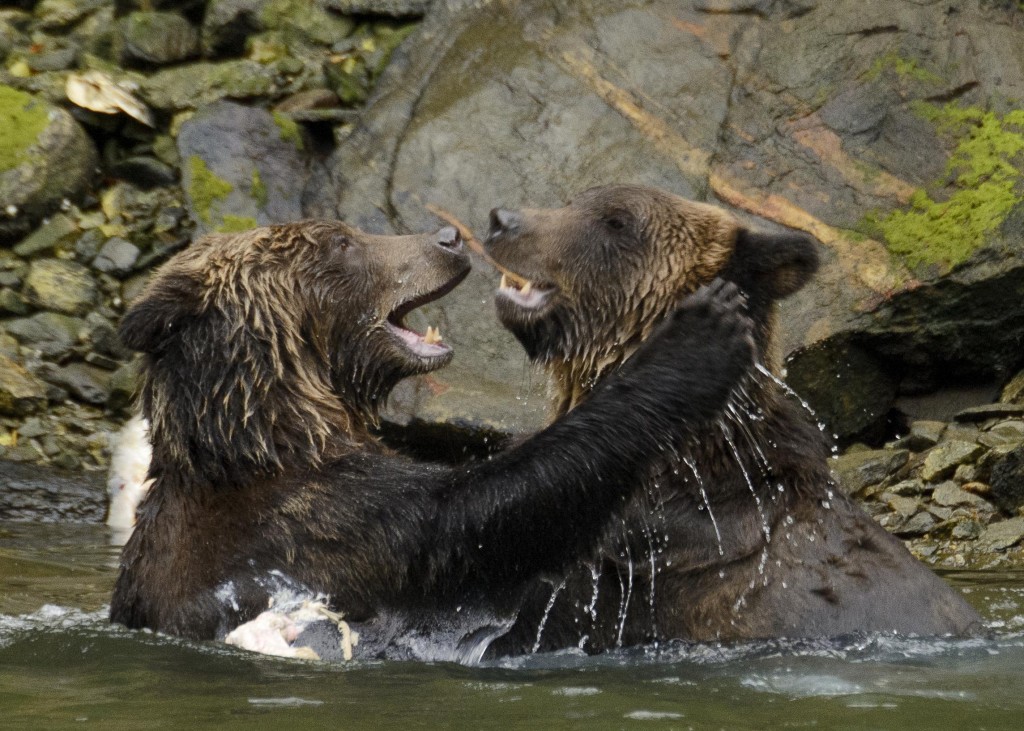 Sub-adult Grizzly bears sparring