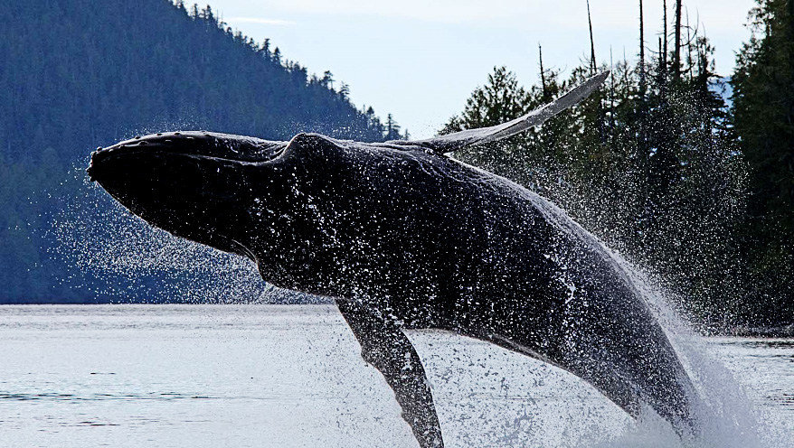 Humpback Whale breeching in Matheson Channel, British Columbia