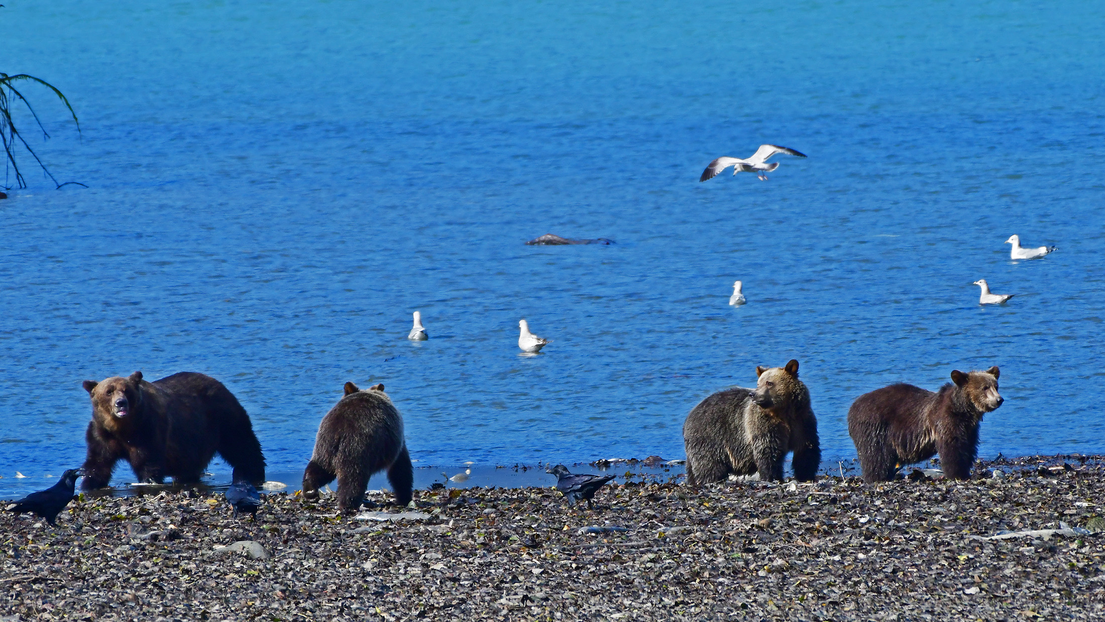 Mother Grizzly Bear and cubs, Orford Bay, BC