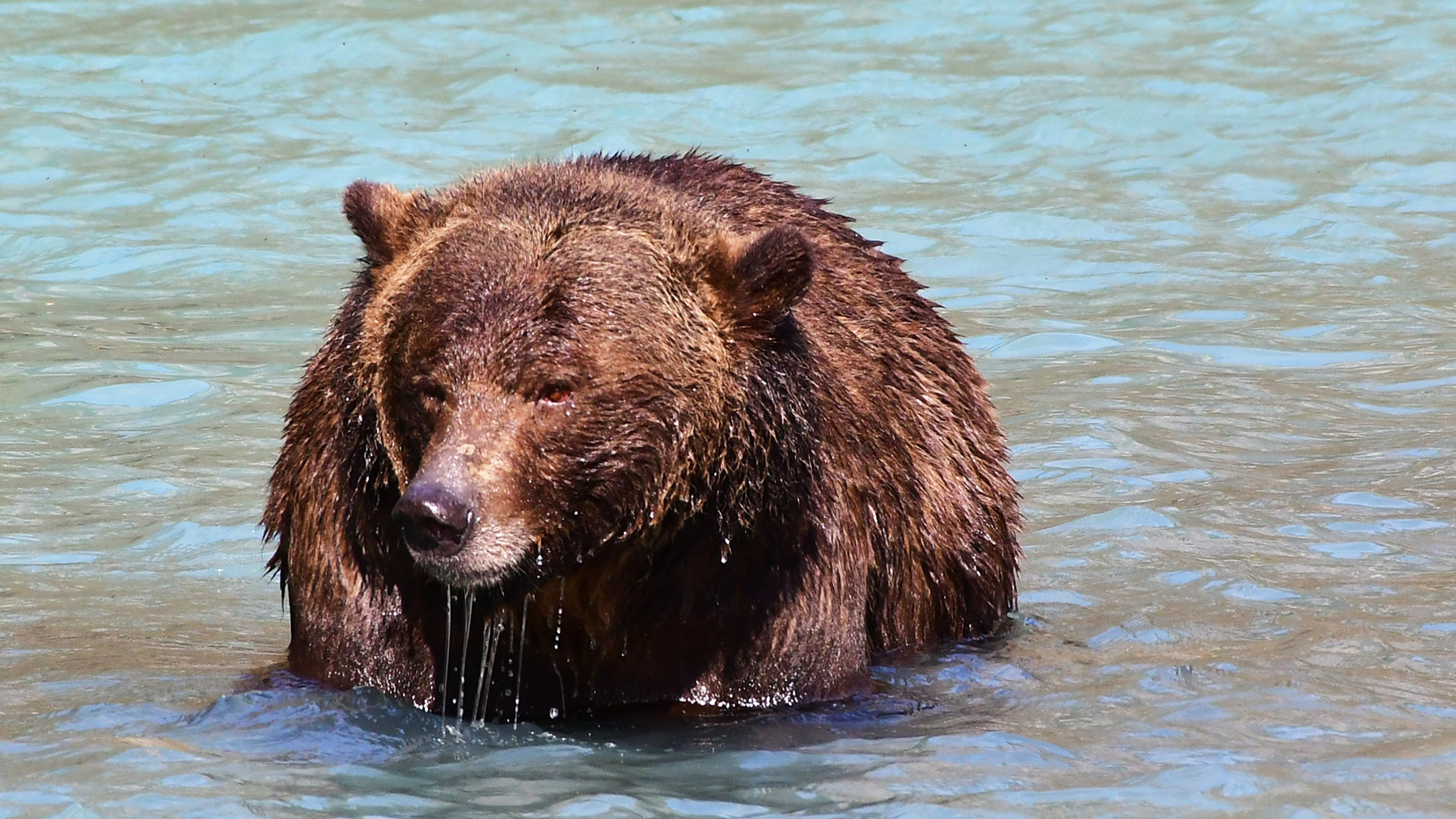 Grizzly Bear, Orford River, But Inlet, BC